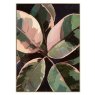 Ficus Framed Canvas Ficus Framed Canvas